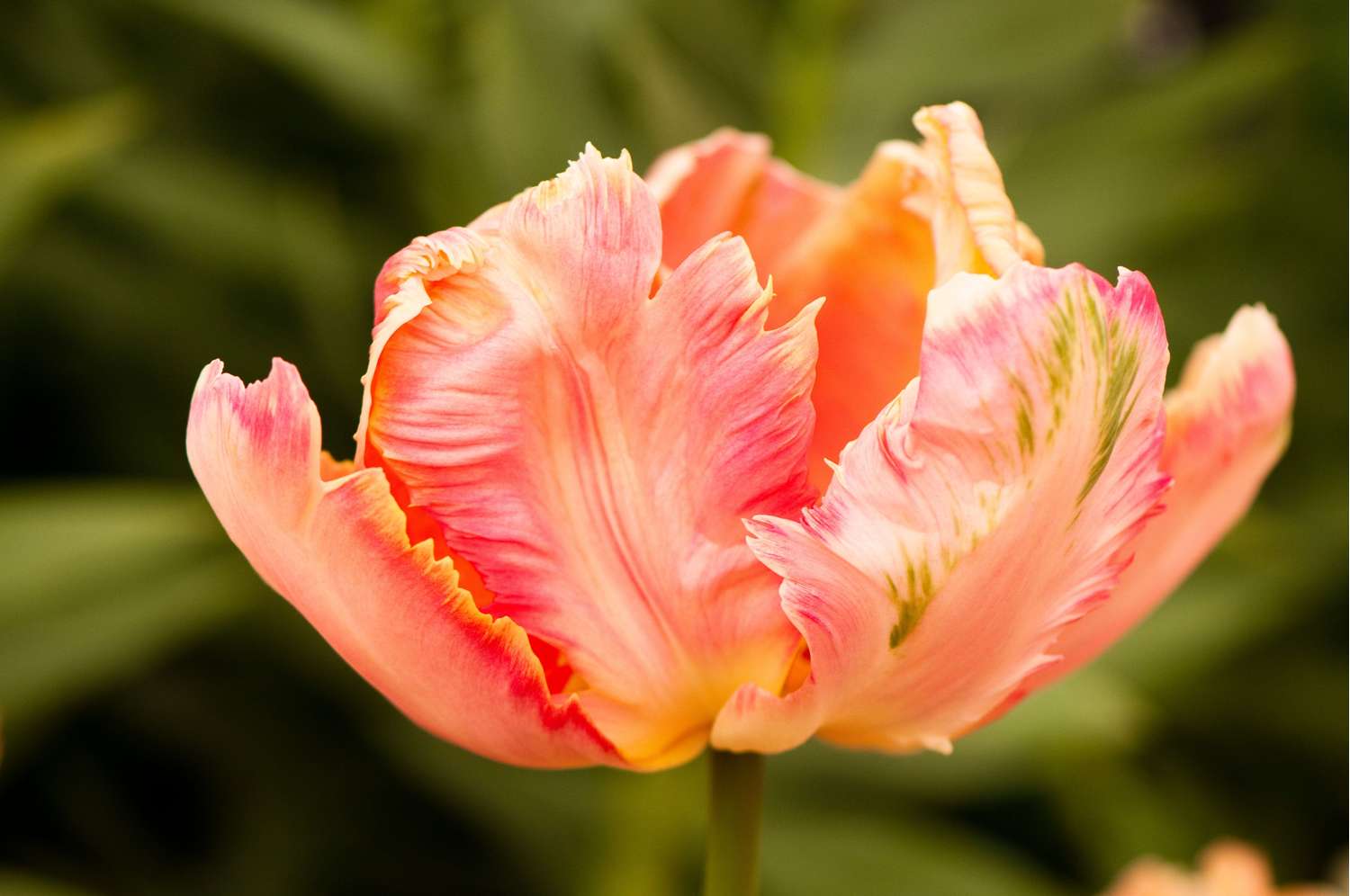 Tulppaani 'Apricot Parrot'